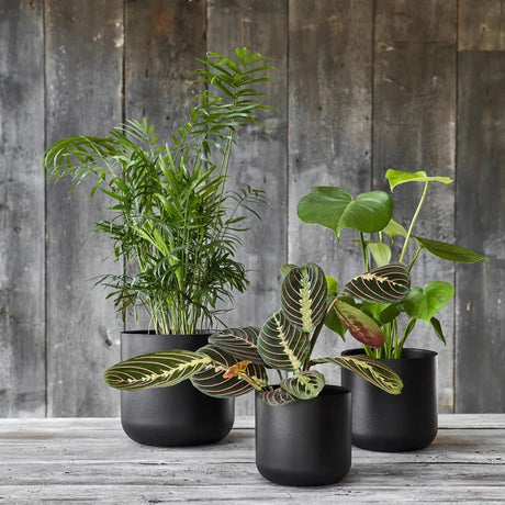 Minimalist Black Ceramic Indoor Planter Luxury Home Decor Garden & Outdoor And Gifts