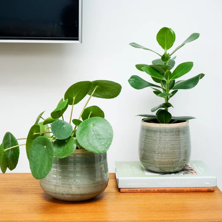 Mint Green Ceramic Indoor Plant Pot Luxury Home Decor Garden & Outdoor And Gifts