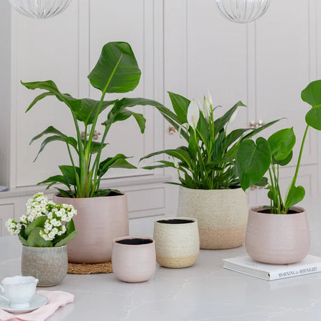 Misty Pink Ceramic Indoor Planter - Round Rustic Design Luxury Home Decor Garden & Outdoor And Gifts