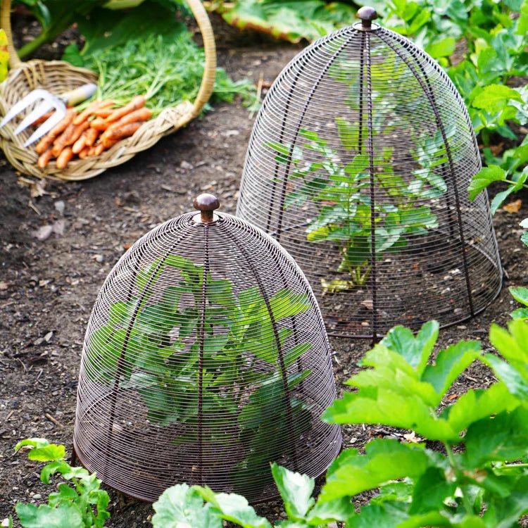 Outdoor Garden Large Wired Plant Protector Bronze Finish - Frost Resistant, Protective Coating Quality Home Decor Garden & Outdoor Living and Gifts