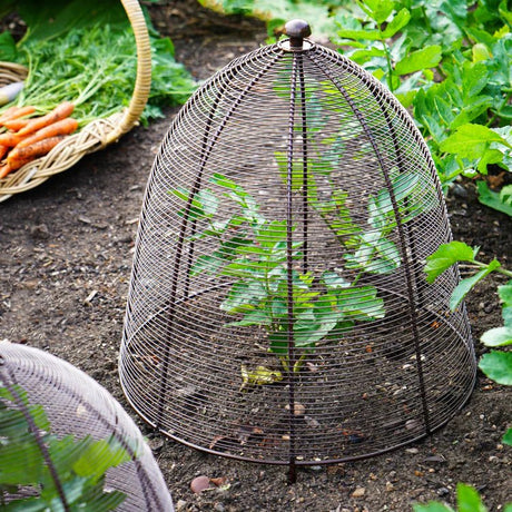 Outdoor Garden Large Wired Plant Protector Bronze Finish - Frost Resistant, Protective Coating Quality Home Decor Garden & Outdoor Living and Gifts