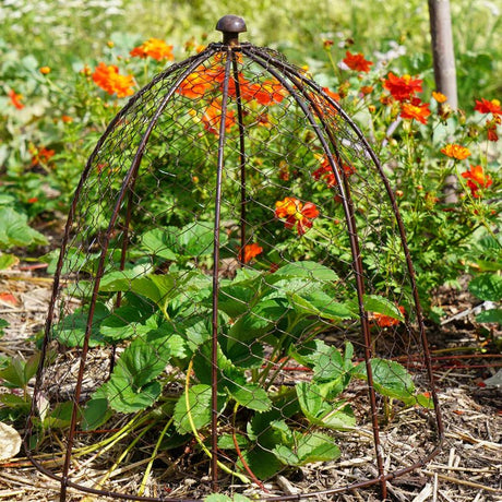Outdoor Garden Small Wire Netted Plant Protector Cage - Bronze Finish, Frost Resistant Quality Home Decor Garden & Outdoor Living and Gifts