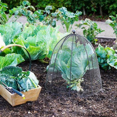 Outdoor Garden Small Wired Plant Protector Cage/Cover Zinc Finish - Frost Resistant Quality Home Decor Garden & Outdoor Living and Gifts