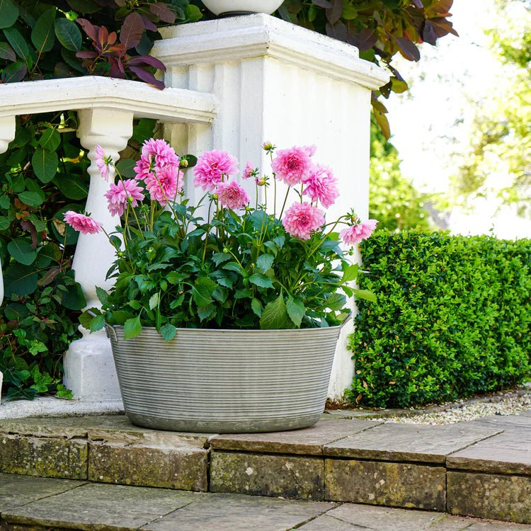Outdoor Matlock Large Oval Planter Galvanised Iron - w/Handles for Easy Moving Quality Home Decor Garden & Outdoor Living and Gifts