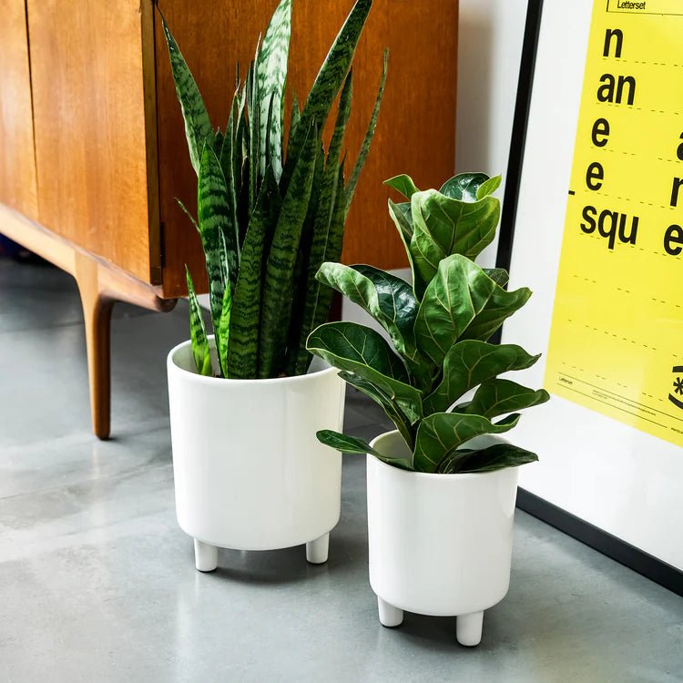 Pisa Large Indoor Planter w/Legs White Ceramic - Ideal to Create Mid - Century Accent Look Quality Home Decor Garden & Outdoor Living and Gifts