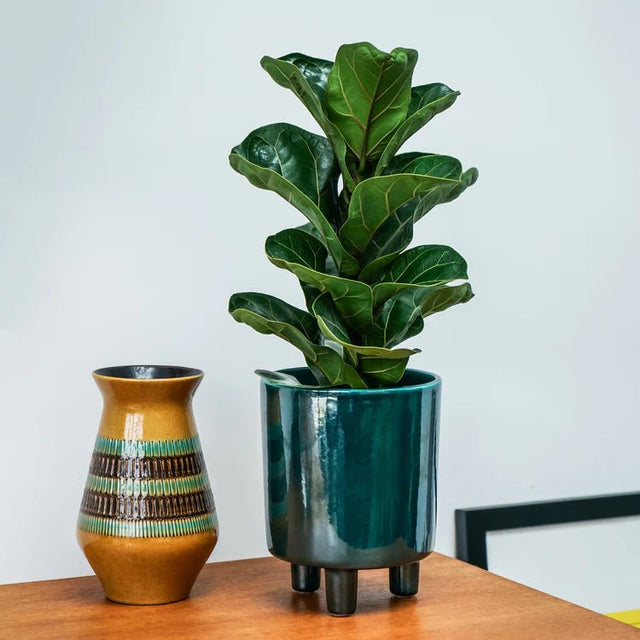 Pisa Small Indoor Planter w/Legs Emerald Ceramic - Premium Glaze, Waterproof, UV Stable Quality Home Decor Garden & Outdoor Living and Gifts
