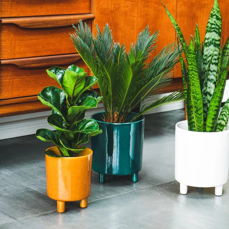 Pisa Small Indoor Planter w/Legs Emerald Ceramic - Premium Glaze, Waterproof, UV Stable Quality Home Decor Garden & Outdoor Living and Gifts