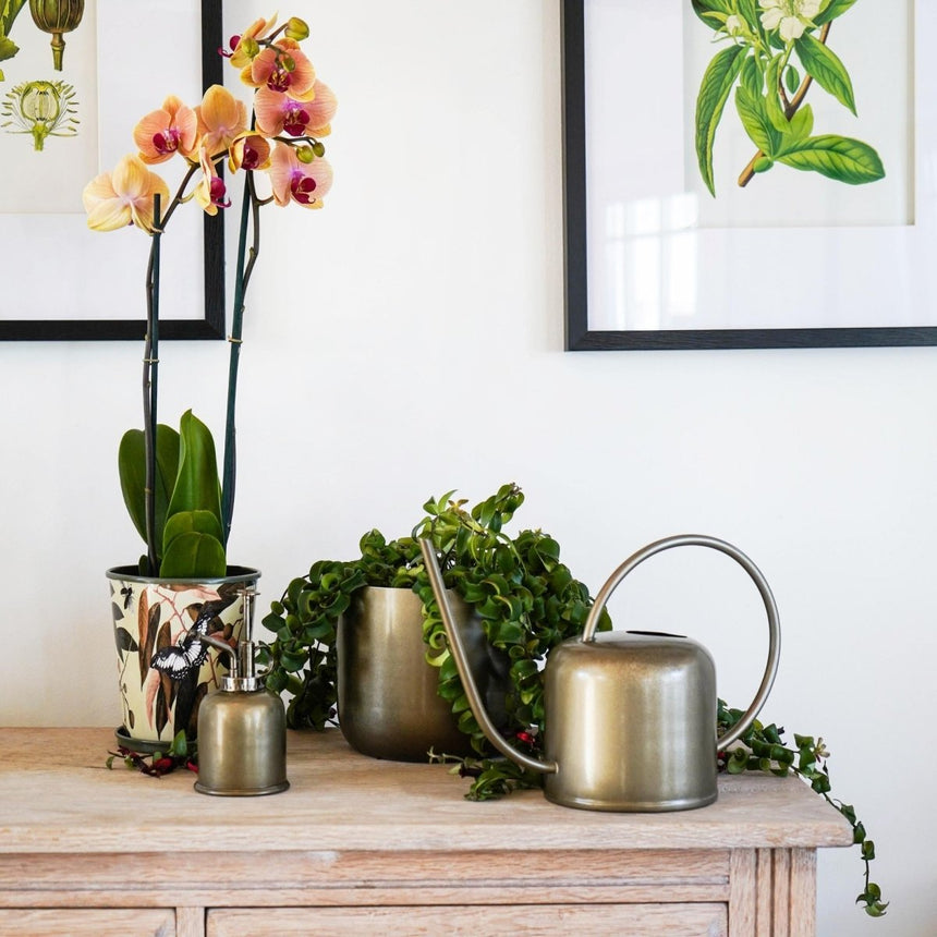 Royal Kew Gardens Indoor Metal Watering Can - Matt Brass Finish & Comes in a Gift Box Luxury Home Decor Garden & Outdoor And Gifts