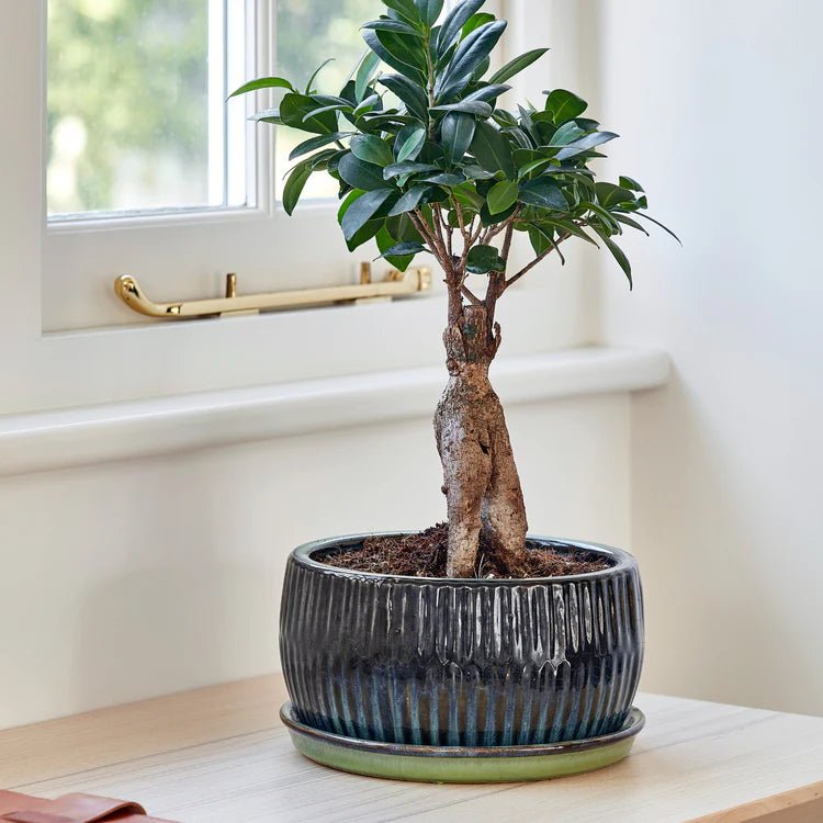 Set of 2 Emerald Green Bonsai Round Planters Luxury Home Decor Garden & Outdoor And Gifts