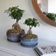 Set of 2 Sapphire Blue Bonsai Round Planters Luxury Home Decor Garden & Outdoor And Gifts