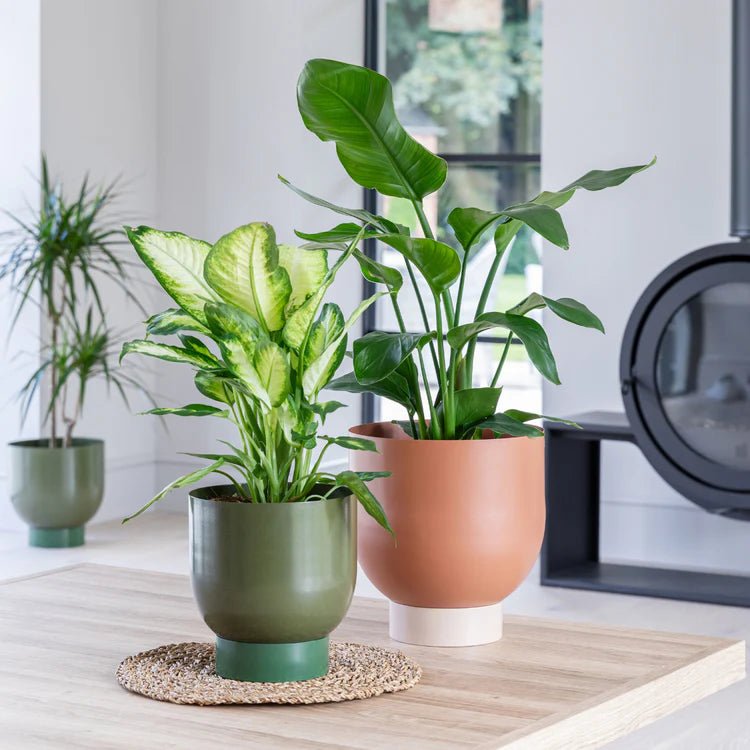 Set of 2 Terracotta Lime Green Metallic Houseplant Pots Luxury Home Decor Garden & Outdoor And Gifts