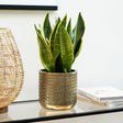 Solis Embossed Large Indoor Planter - Exquisite Gold - Tone Embossing Offsets Vivid Green Flora Quality Home Decor Garden & Outdoor Living and Gifts