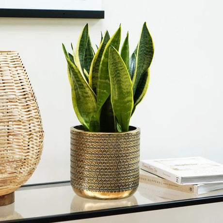 Solis Embossed Large Indoor Planter - Exquisite Gold - Tone Embossing Offsets Vivid Green Flora Quality Home Decor Garden & Outdoor Living and Gifts