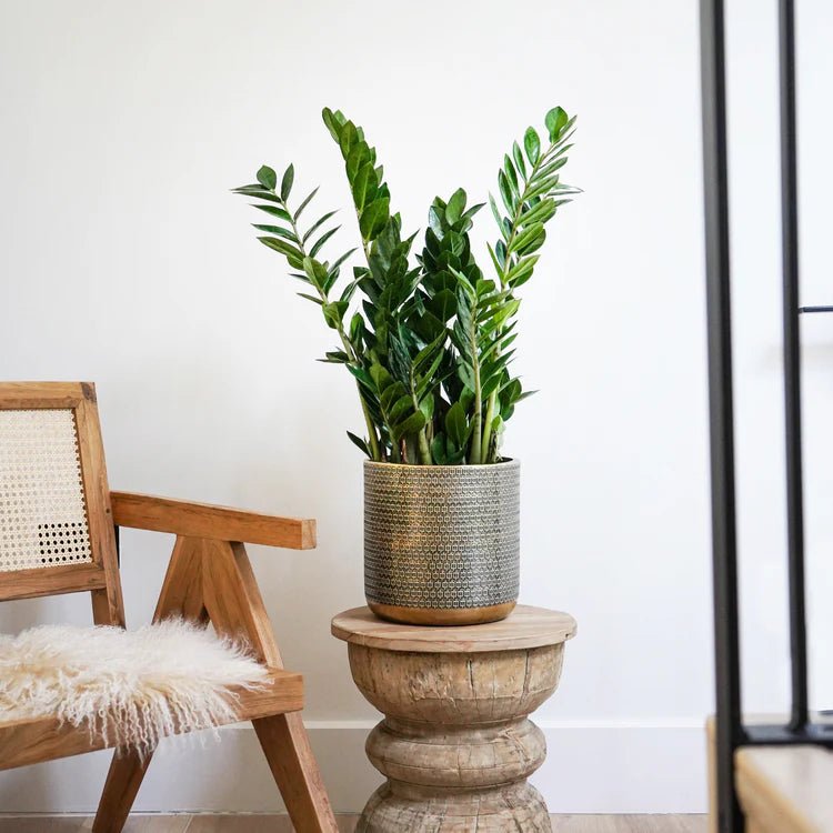 Solis Embossed Large Indoor Planter - Exquisite Gold - Tone Embossing Offsets Vivid Green Flora Quality Home Decor Garden & Outdoor Living and Gifts