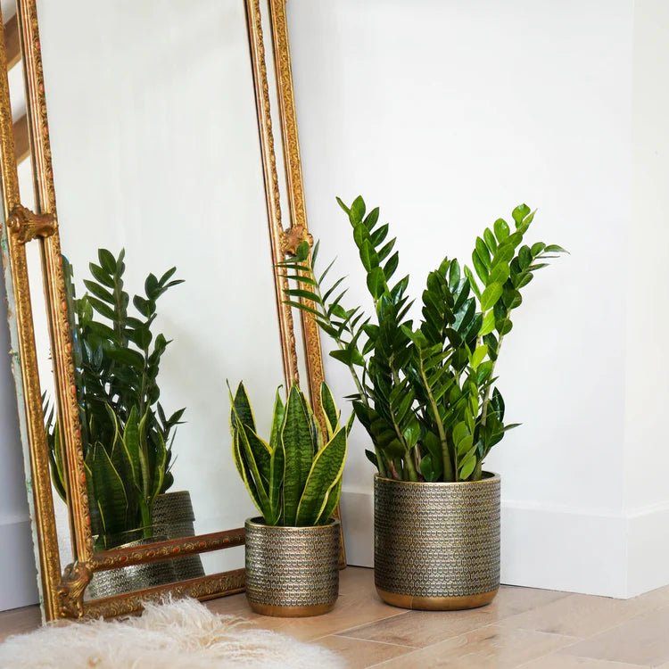 Solis Embossed Large Indoor Planter - Exquisite Gold - Tone Embossing Offsets Vivid Green Flora Quality Home Decor Garden & Outdoor Living and Gifts