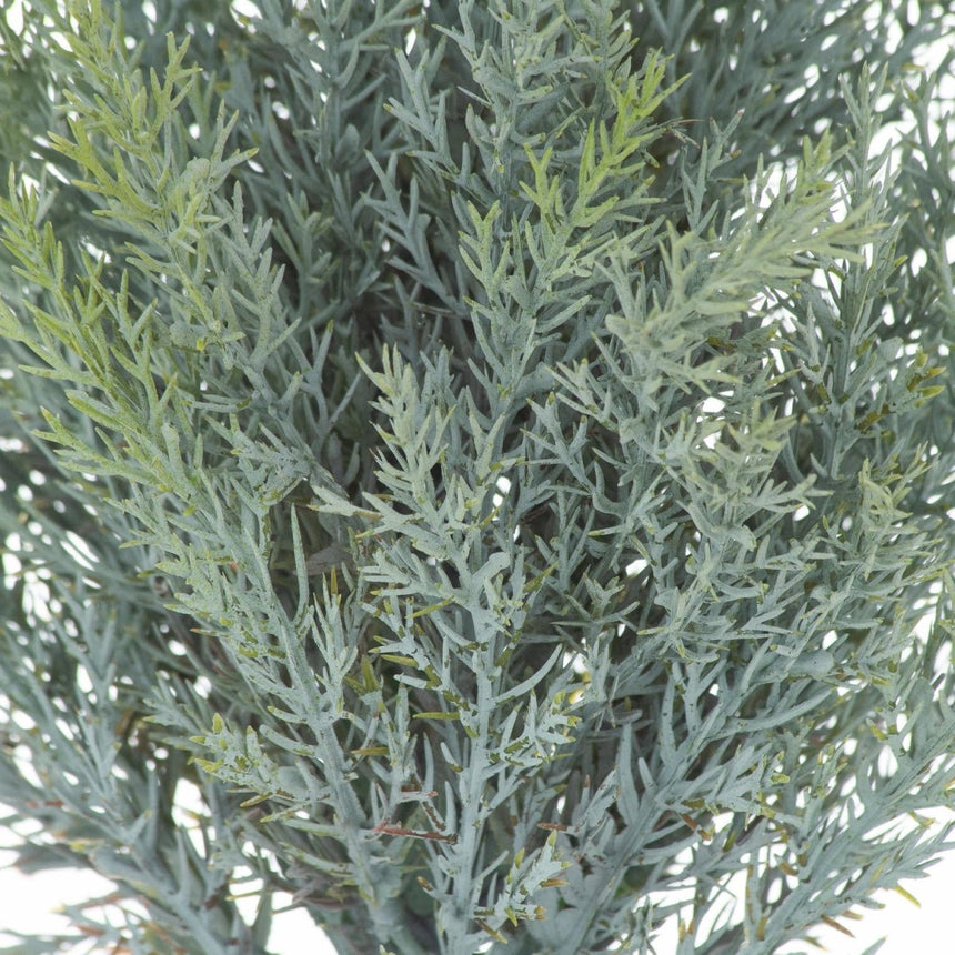 Squat Fir Tree In Stone Pot Luxury Home Decor Garden & Outdoor And Gifts