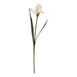 The Natural Garden Collection Pale Apricot Fringed Iris - Luxury Artificial Flower Single Stem Luxury Home Decor Garden & Outdoor And Gifts