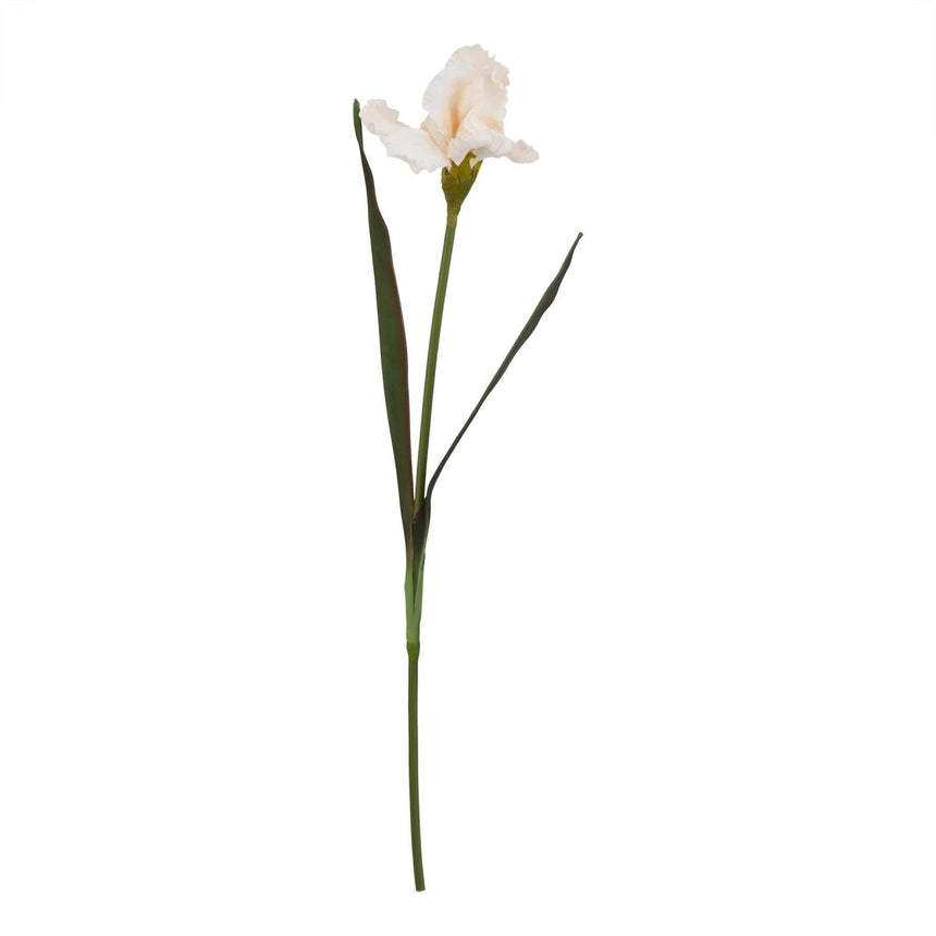 The Natural Garden Collection Pale Apricot Fringed Iris - Luxury Artificial Flower Single Stem Luxury Home Decor Garden & Outdoor And Gifts