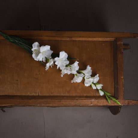 White Gladioli Luxury Home Decor Garden & Outdoor And Gifts