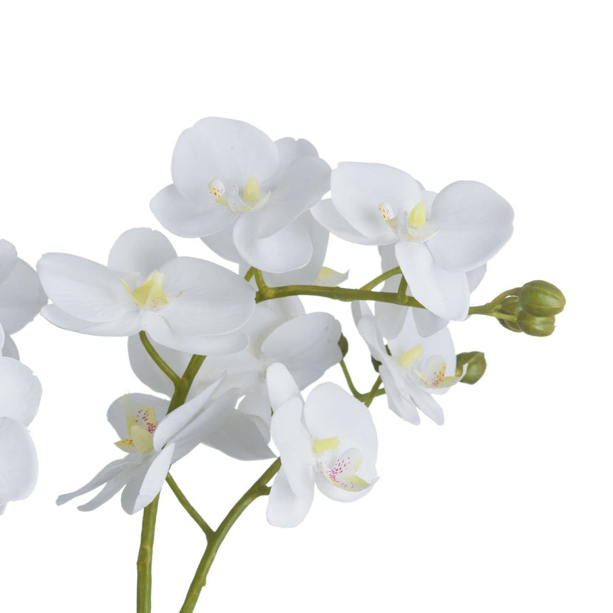 White Orchid In Glass Pot Luxury Home Decor Garden & Outdoor And Gifts